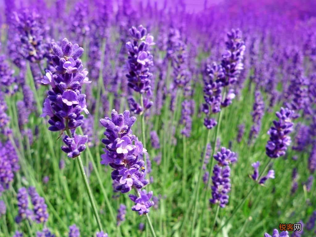 花语比较虐心的花 九种既悲伤又虐心的花语