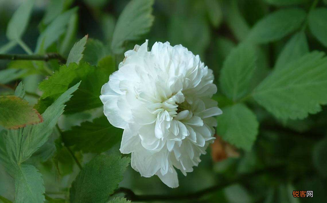 花语比较虐心的花 九种既悲伤又虐心的花语