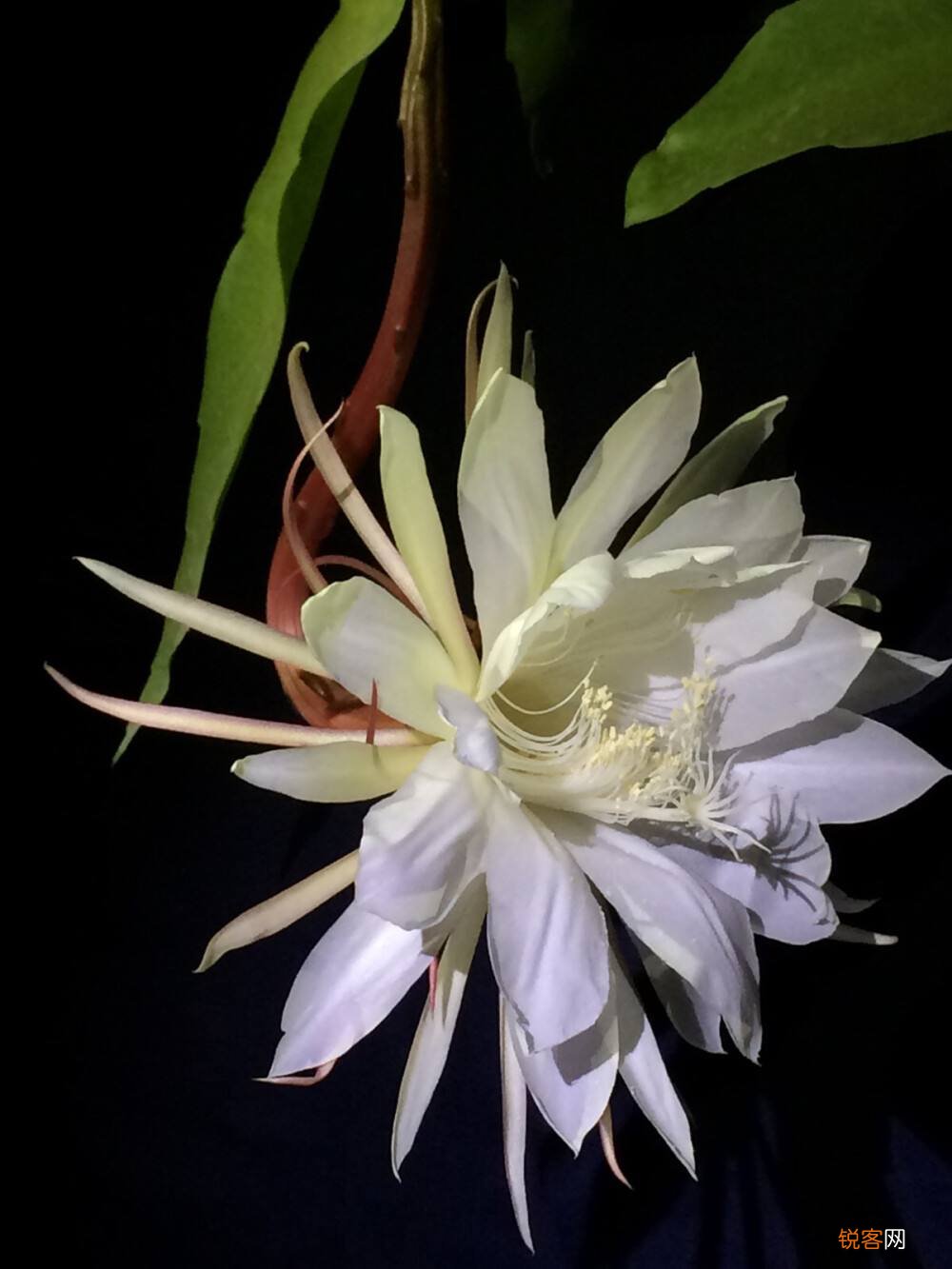 花语比较虐心的花 九种既悲伤又虐心的花语