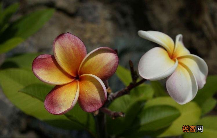 花语比较虐心的花 九种既悲伤又虐心的花语