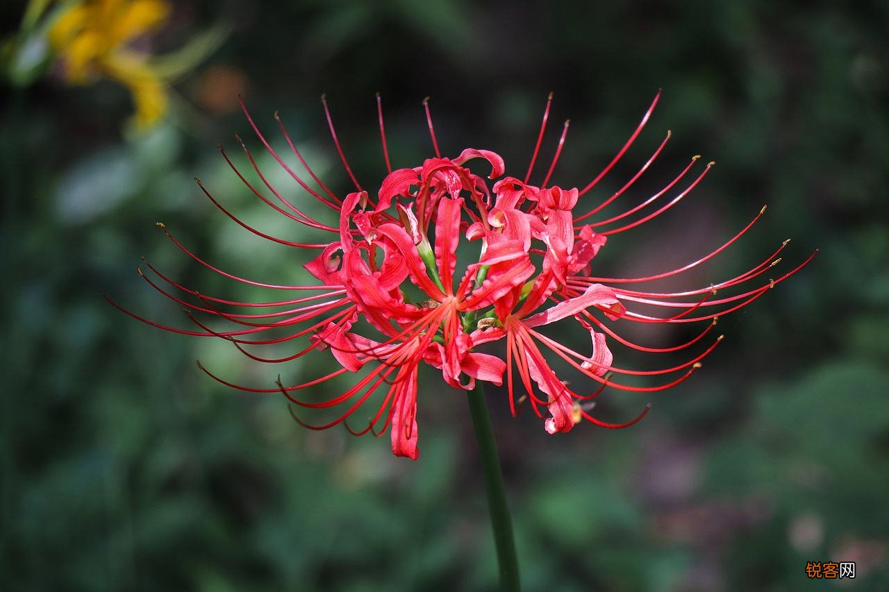 花语比较虐心的花 九种既悲伤又虐心的花语