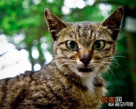 猫把自己的孩子吃了,我该怎么办？