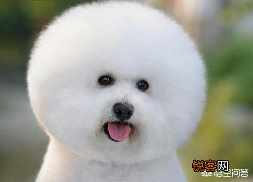 博美狗下崽为什么吃小崽？