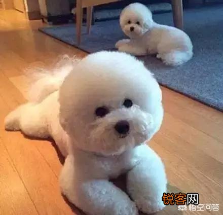 博美狗下崽为什么吃小崽？