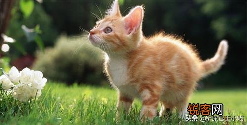 请问哈,我家狸花猫把它生的小猫吃了怎么办？不是说虎毒不食子吗？