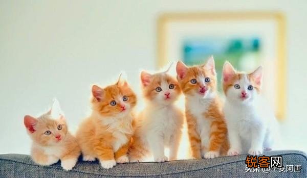 请问哈,我家狸花猫把它生的小猫吃了怎么办？不是说虎毒不食子吗？