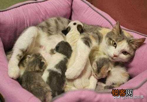 有些猫崽为什么会吃幼崽？