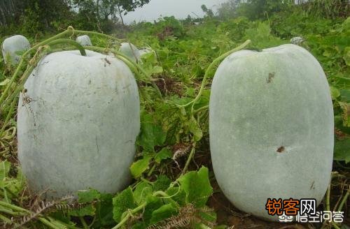 历史上产自我国本土的蔬菜有哪些？