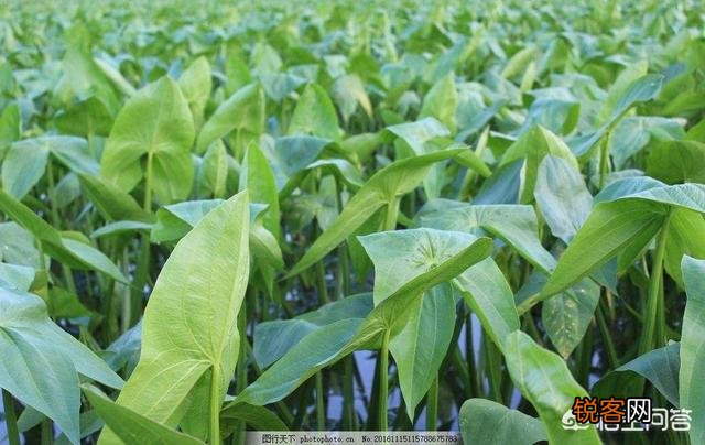 历史上产自我国本土的蔬菜有哪些？