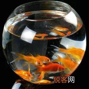 养鱼秘籍 适合新手的养鱼技术