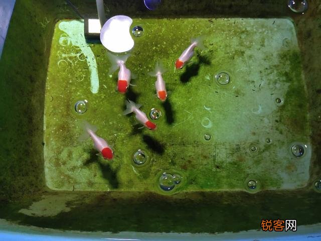 养鱼秘籍 适合新手的养鱼技术