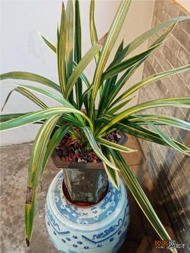 叶圣陶的代表作是什么？如何评价叶圣陶？