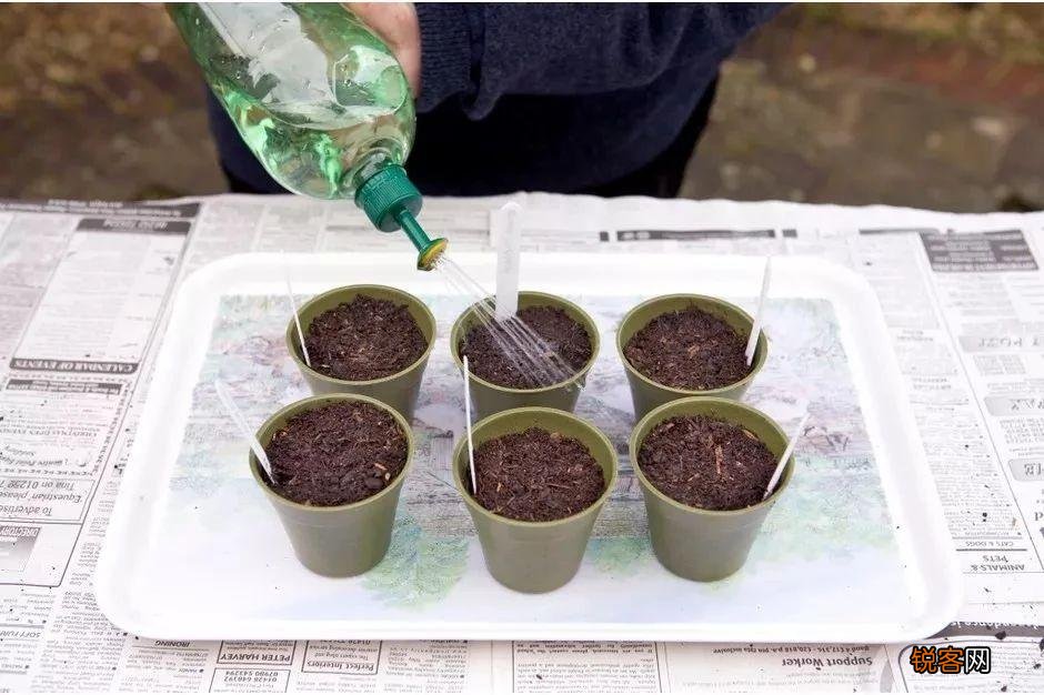 盆栽向日葵怎么种植 盆栽向日葵播种和育苗养护攻略