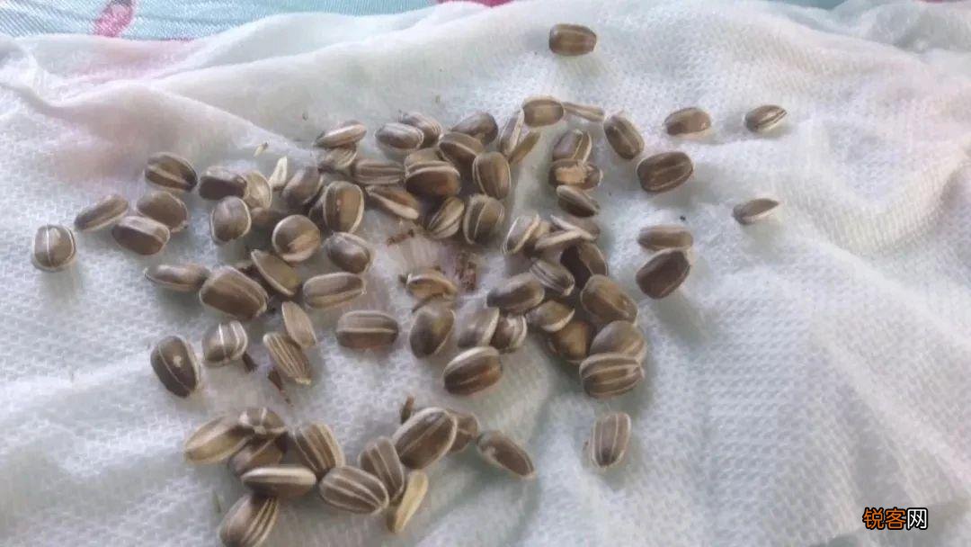 盆栽向日葵怎么种植 盆栽向日葵播种和育苗养护攻略