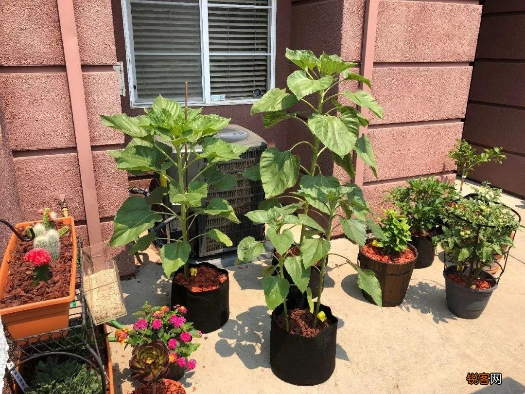 盆栽向日葵怎么种植 盆栽向日葵播种和育苗养护攻略