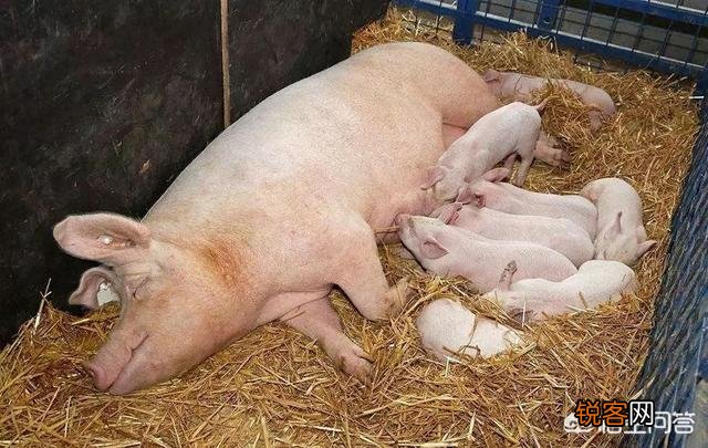 个别母猪为什么把它自己生下小猪吃掉？怎样防止？