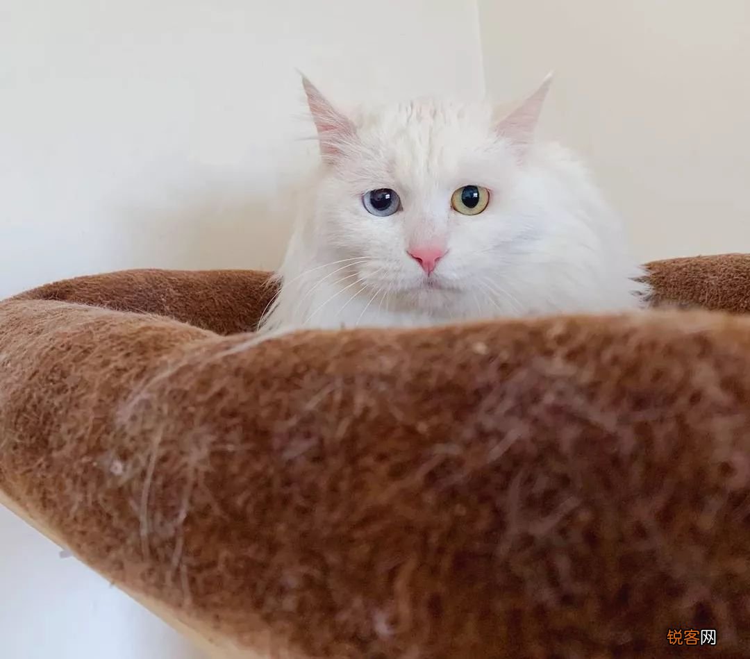 乌云盖雪是啥猫 带你盘点中华田园猫种类