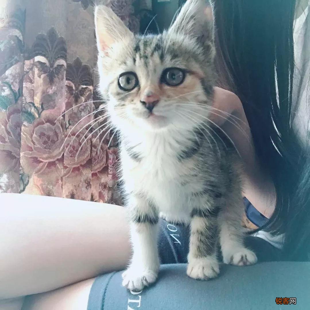 乌云盖雪是啥猫 带你盘点中华田园猫种类
