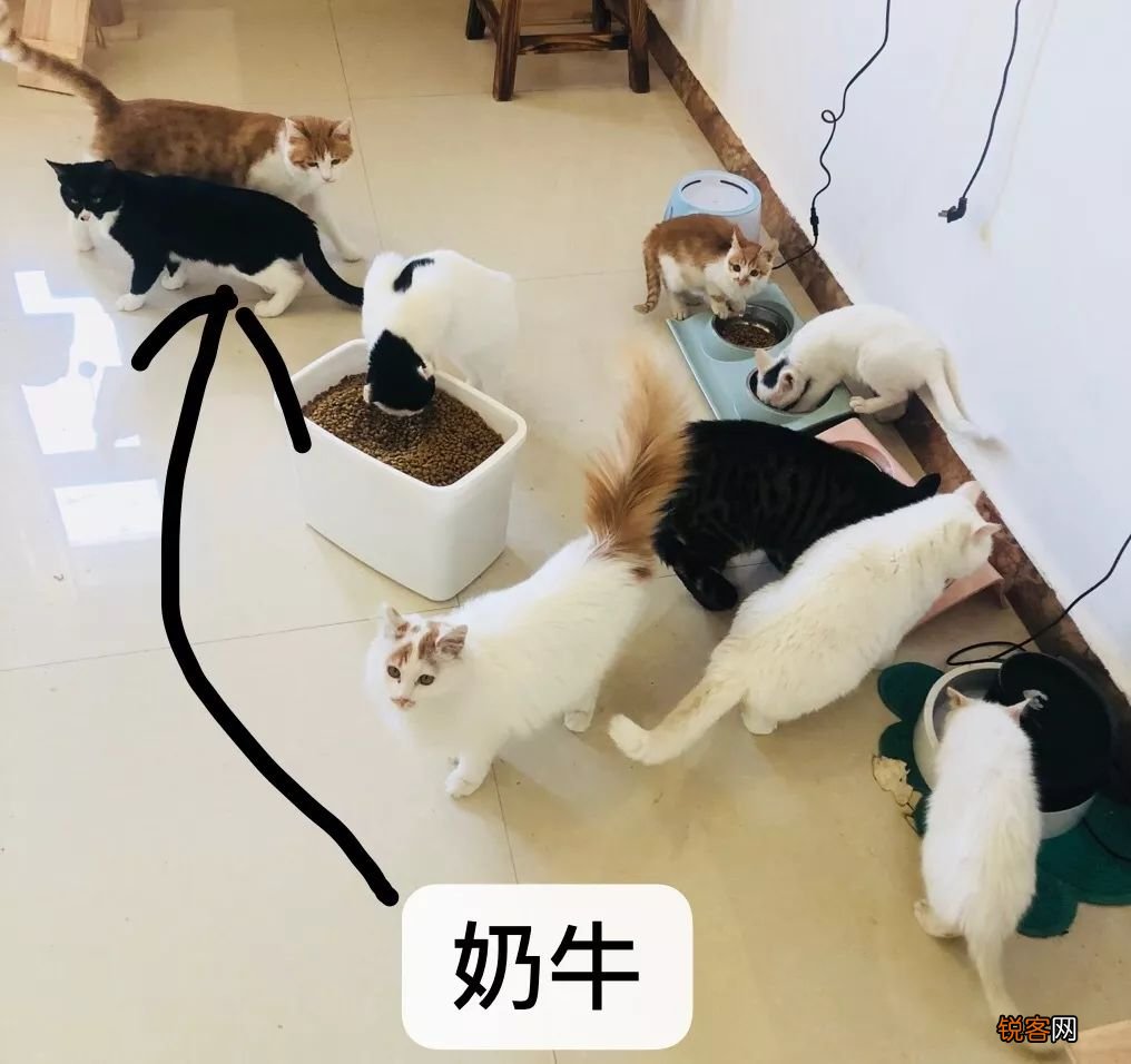 乌云盖雪是啥猫 带你盘点中华田园猫种类