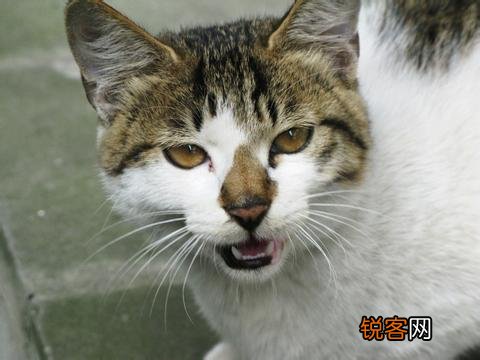 乌云盖雪是啥猫 带你盘点中华田园猫种类