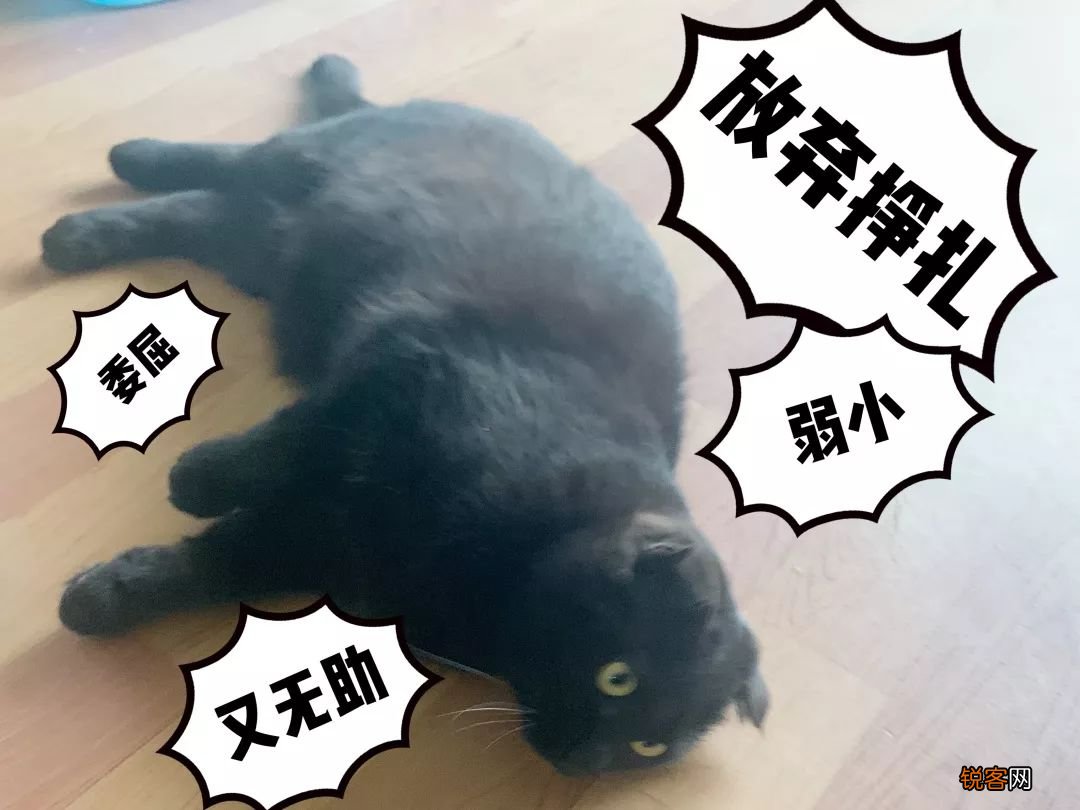 乌云盖雪是啥猫 带你盘点中华田园猫种类