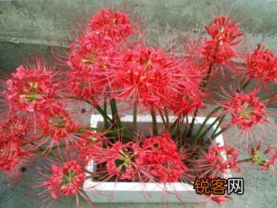 彼岸花的传说与花语 又美又凄凉