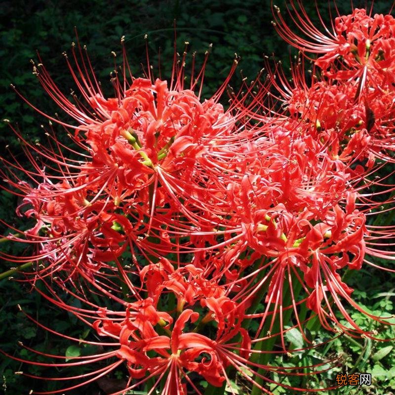 彼岸花的传说与花语 又美又凄凉