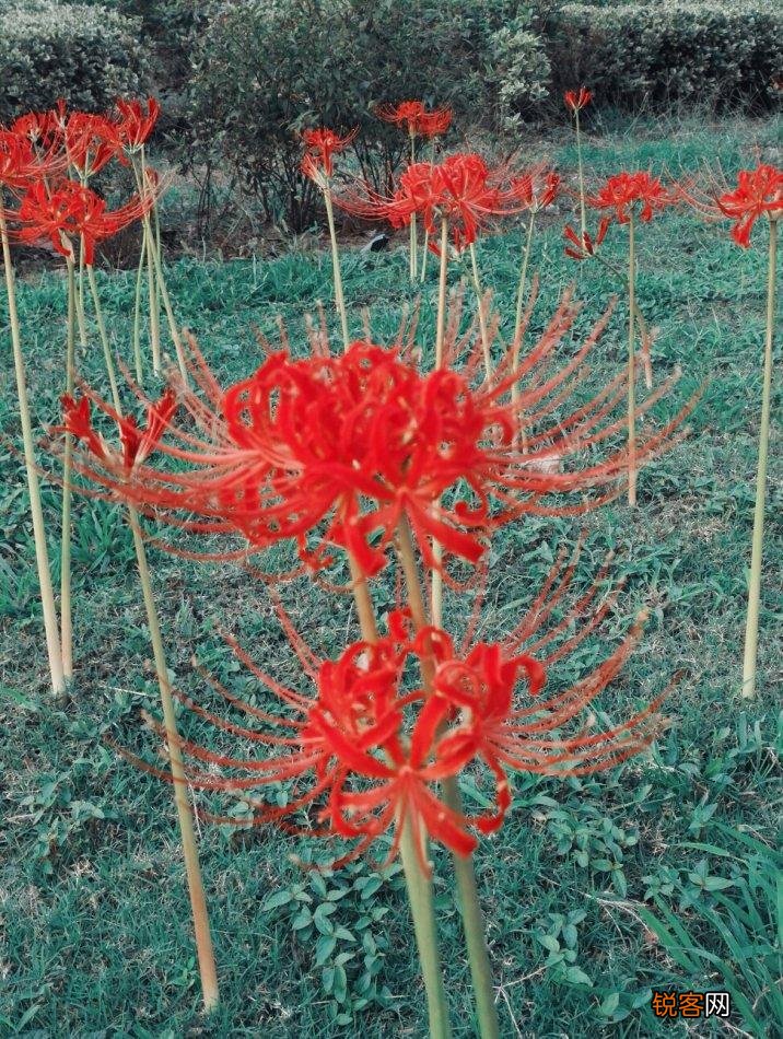 彼岸花的传说与花语 又美又凄凉