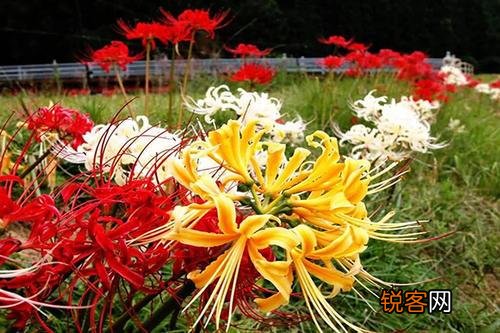 彼岸花的传说与花语 又美又凄凉
