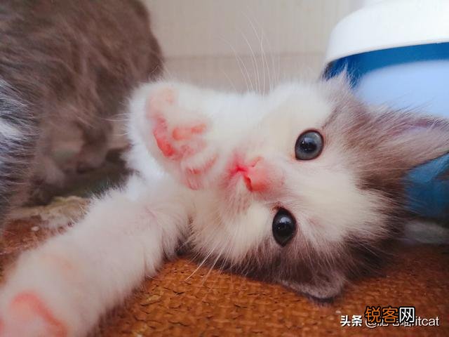 虎毒不食子,猫会吃孩子!猫咪为什么会吃点自己的孩子?
