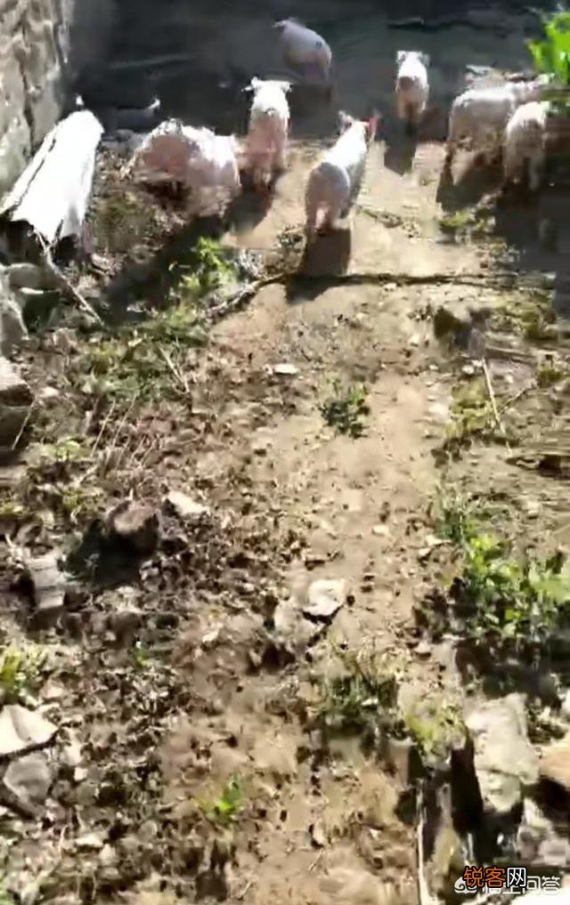 母猪产后吃仔猪是什么原因？