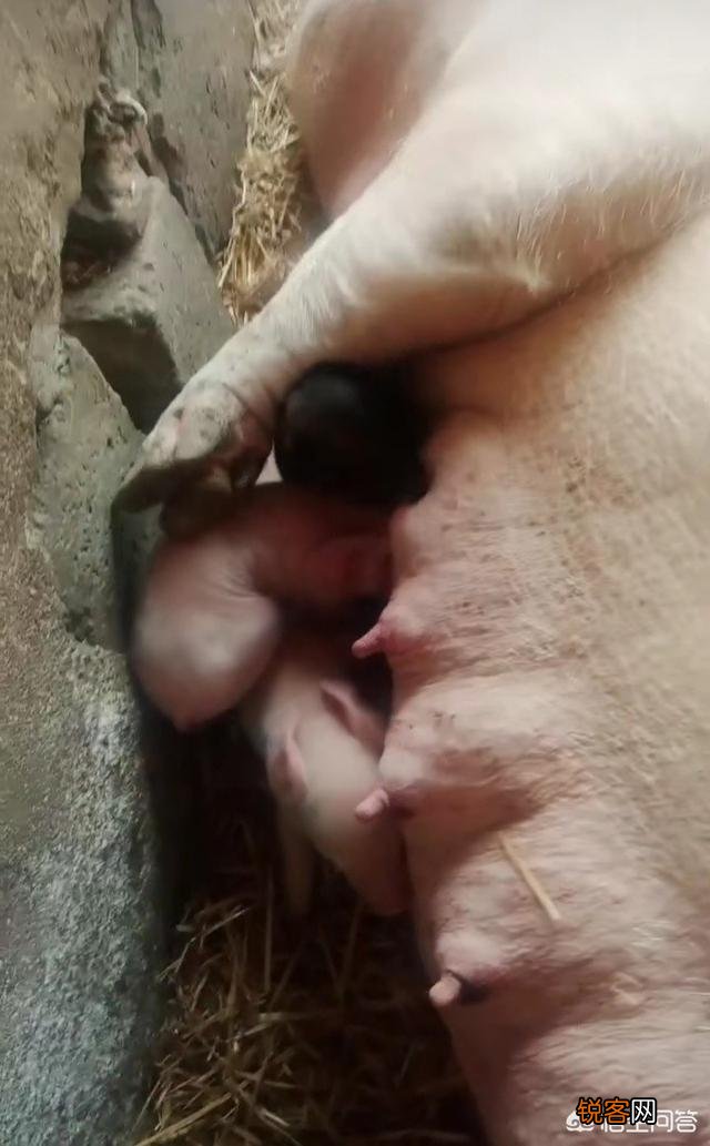 母猪产后吃仔猪是什么原因？