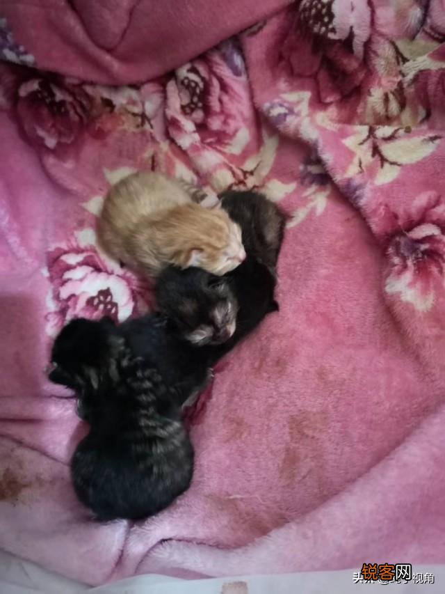 猫老了以后生下的孩子为什么自己要吃掉?
