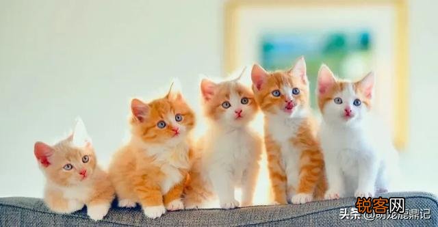 猫老了以后生下的孩子为什么自己要吃掉?