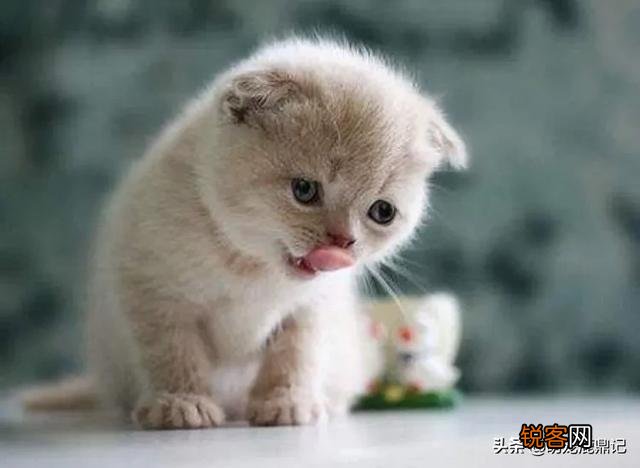 猫老了以后生下的孩子为什么自己要吃掉?
