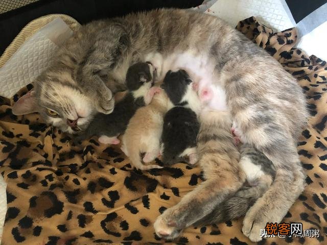 猫老了以后生下的孩子为什么自己要吃掉?