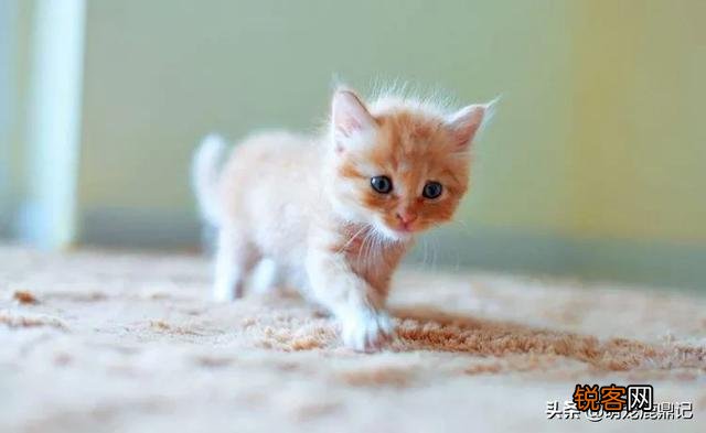 猫老了以后生下的孩子为什么自己要吃掉?