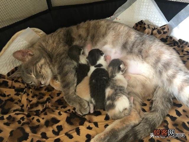 猫老了以后生下的孩子为什么自己要吃掉?