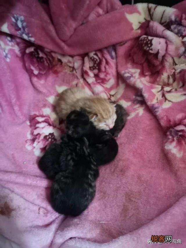 猫老了以后生下的孩子为什么自己要吃掉?