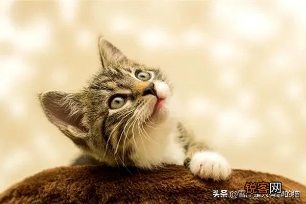 想养一只猫咪,有哪些便宜的品种推荐？