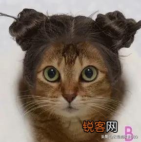想养一只猫咪,有哪些便宜的品种推荐？