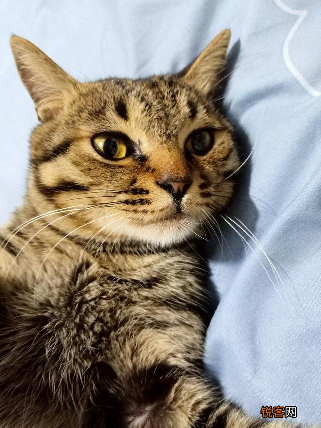 想养一只猫咪,有哪些便宜的品种推荐？