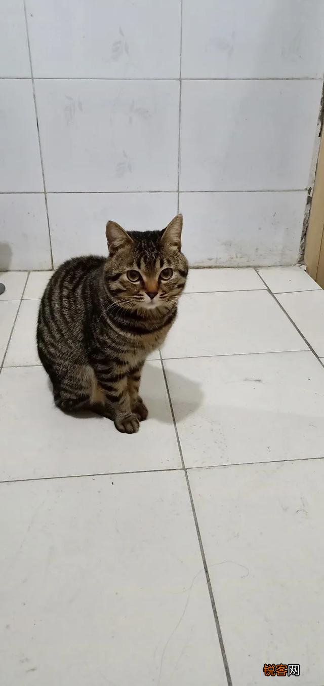 想养一只猫咪,有哪些便宜的品种推荐？