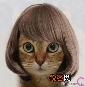 想养一只猫咪,有哪些便宜的品种推荐？
