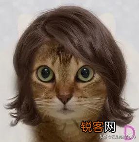 想养一只猫咪,有哪些便宜的品种推荐？
