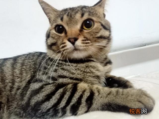 想养一只猫咪,有哪些便宜的品种推荐？