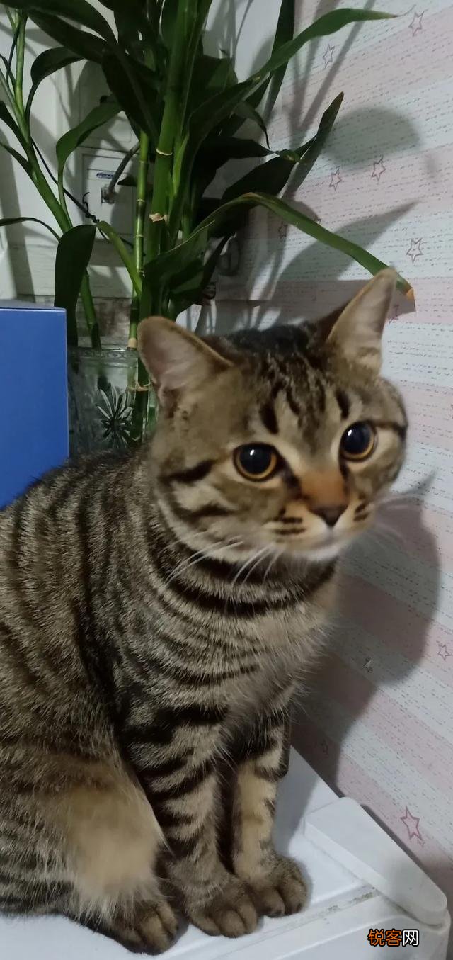 想养一只猫咪,有哪些便宜的品种推荐？