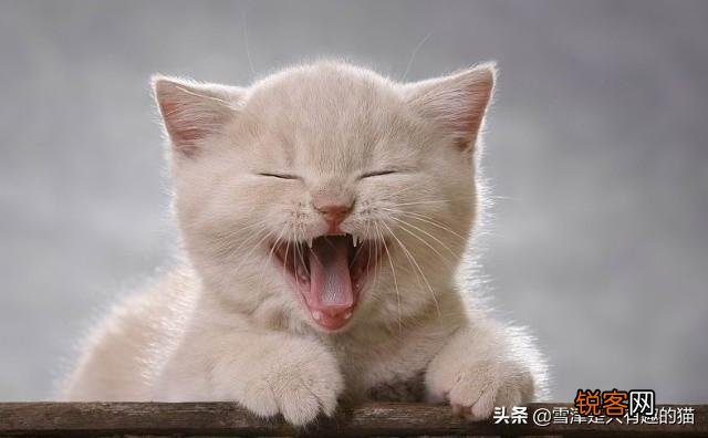 想养一只猫咪,有哪些便宜的品种推荐？