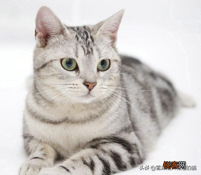 想养一只猫咪,有哪些便宜的品种推荐？
