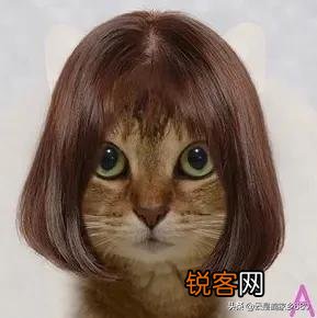 想养一只猫咪,有哪些便宜的品种推荐？